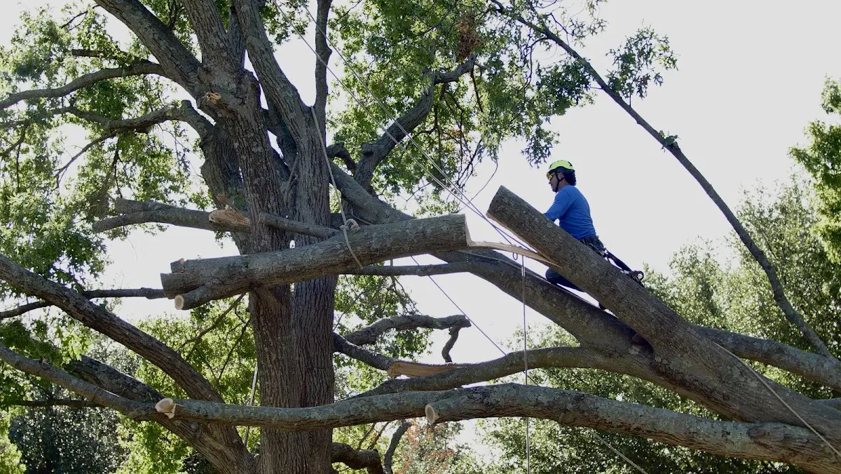 Professional Crown Thinning performed by certified arborists in Ackerman