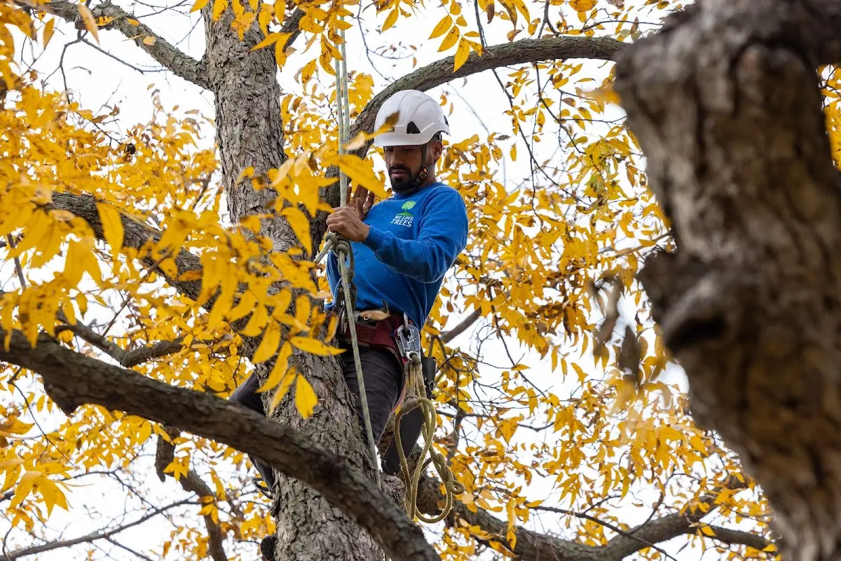 Skilled Emergency Tree Service crew working in Ackerman