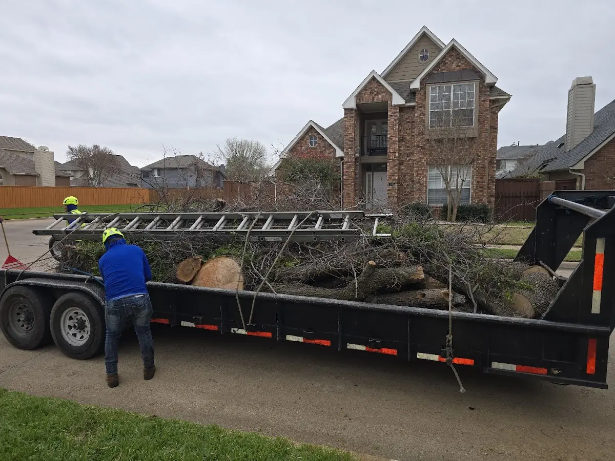 Expert Tree Pest Control with proper safety equipment in Ackerman
